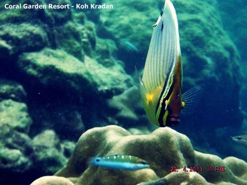 Coral Garden Resort Koh Kradan Esterno foto