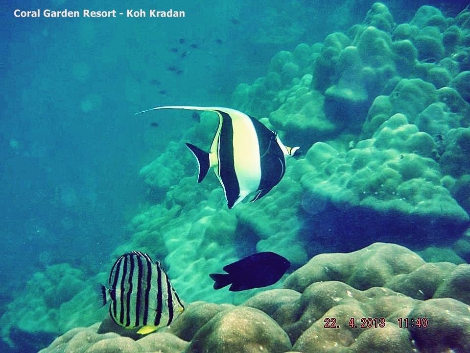 Coral Garden Resort Koh Kradan Esterno foto
