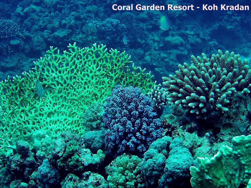 Coral Garden Resort Koh Kradan Esterno foto